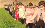 現(xiàn)代農(nóng)業(yè)技術系組織師生到日光溫室蔬菜育苗基地參觀學習